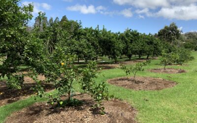 Agricultural Micro Grants
